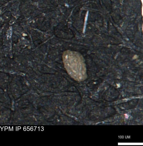 Miliammina manitobensis
