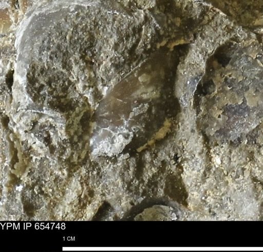 Protocardia