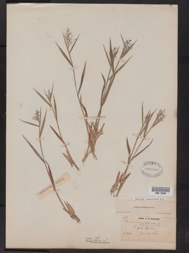 Panicum lanuginosum