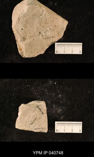 Ephemeroptera