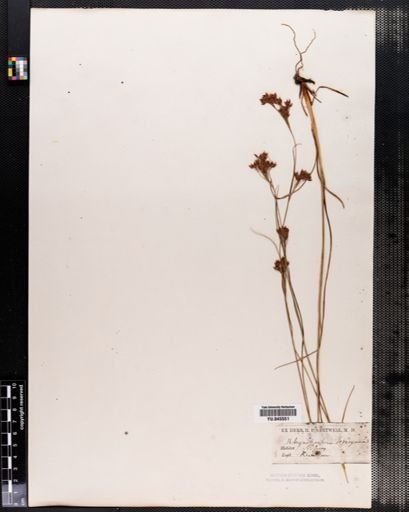 Rhynchospora torreyana
