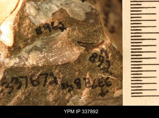 undet. Mollusca