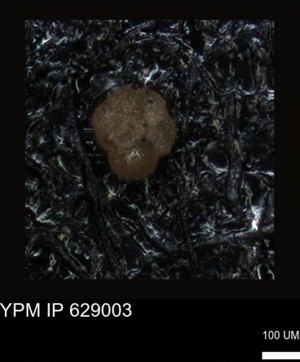 undet. Foraminiferida
