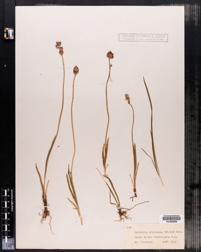 Tofieldia glutinosa