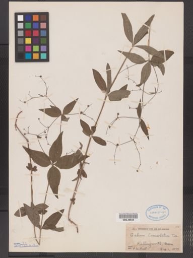 Galium lanceolatum