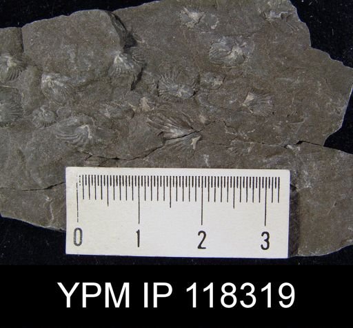 Camarotoechia nucula planosugosa