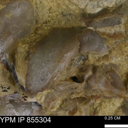 undet. Bivalvia
