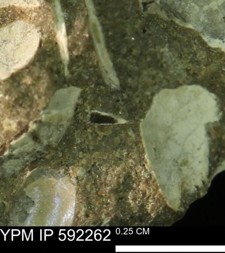 undet. Bivalvia