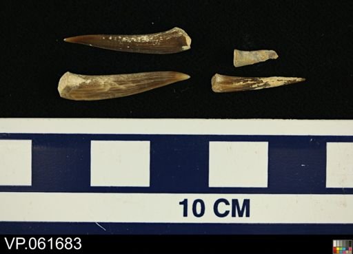 Actinopterygii