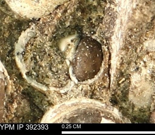 undet. Gastropoda