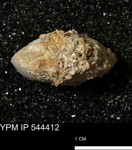 Poecilozonites bermudensis bermudensis