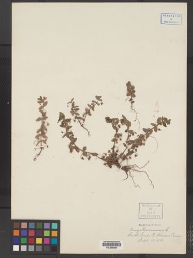 Plantae