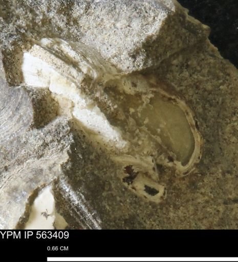 undet. Bivalvia