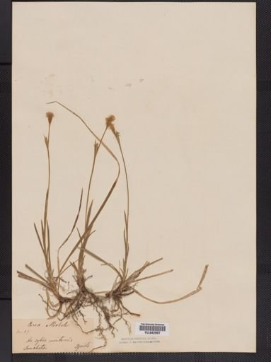 Carex