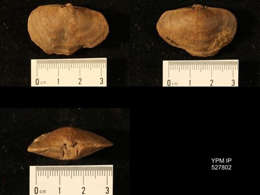 Athyris cf. lamellosa