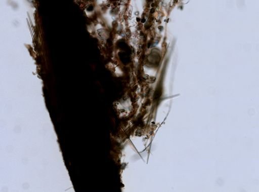 Stylocordyla borealis