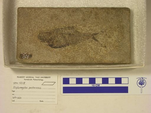 Diplomystus pectorosus