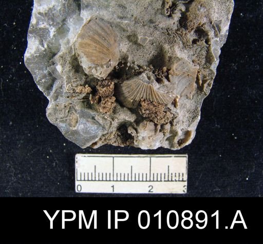 Meekella attenuata
