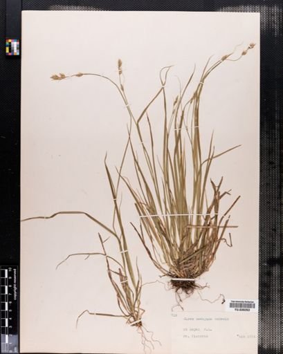 Carex deweyana