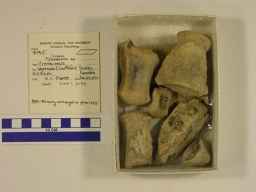 Hipparion sp.
