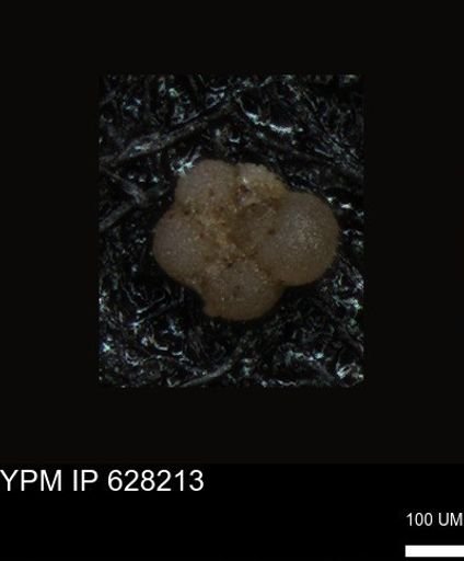 undet. Foraminiferida