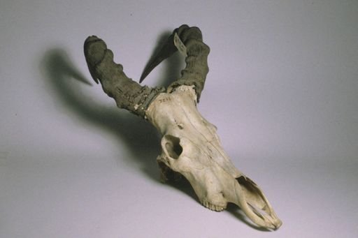 Alcelaphus buselaphus
