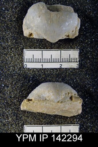 Productus tumidus
