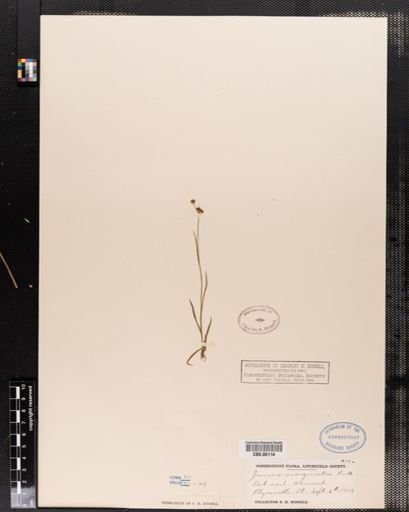 Juncus marginatus