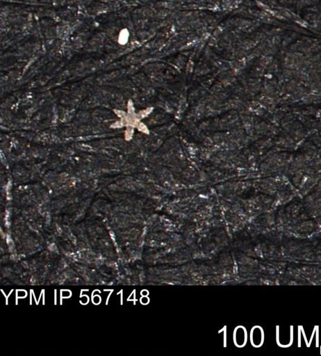 undet. Porifera