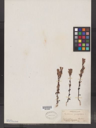 Gentiana quinquefolia