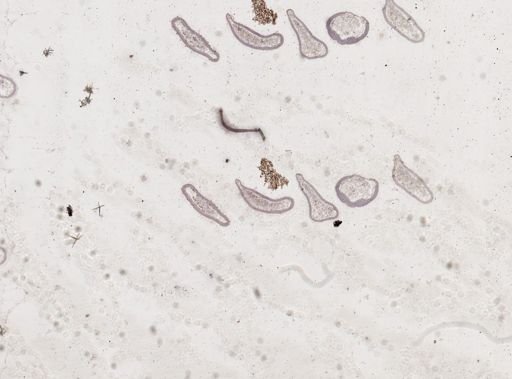 Apis mellifera
