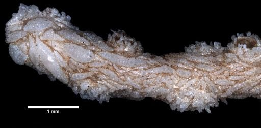 Placogorgia mirabilis