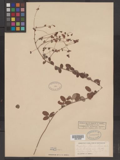 Lespedeza procumbens