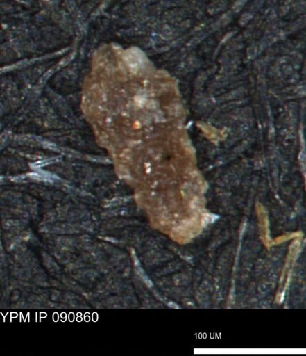 Verneuilina canadensis