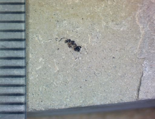 undet. Hymenoptera