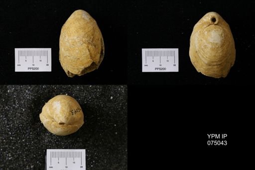 Terebratula harlani