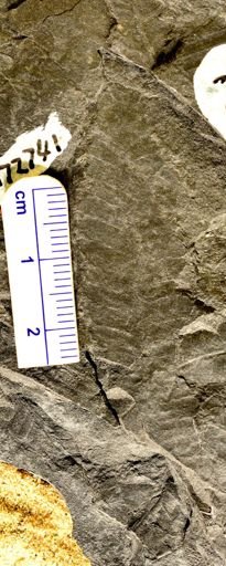 Pecopteris sp.