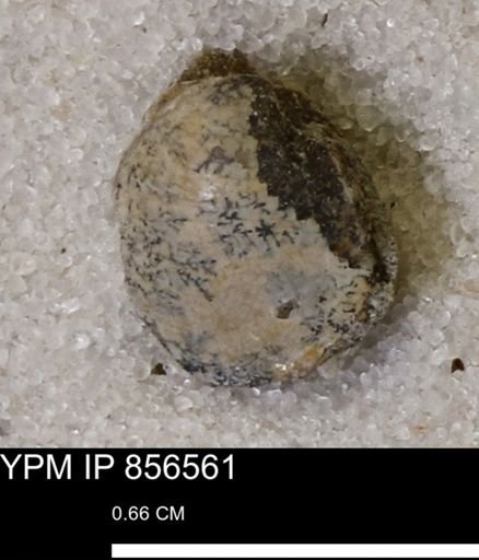 Limopsis striatopunctatus