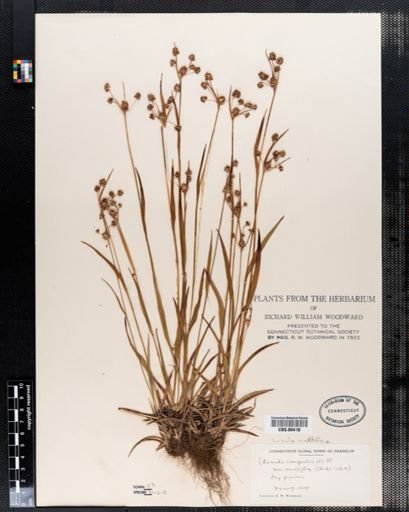 Luzula multiflora