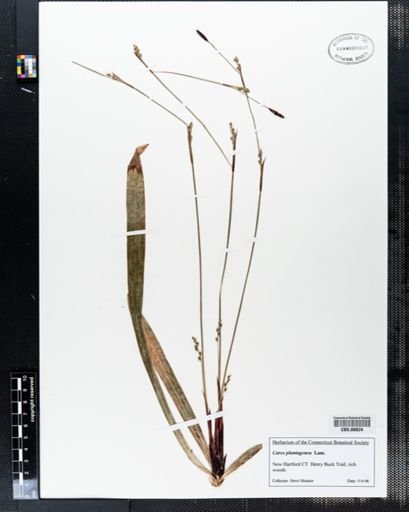 Carex plantaginea