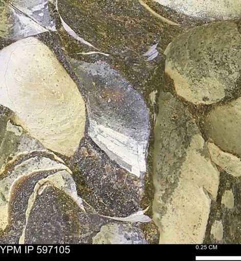 Limopsis striatopunctatus
