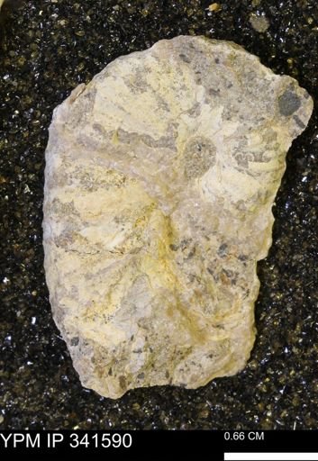 Scaphites sp.