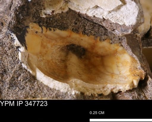 undet. Bivalvia