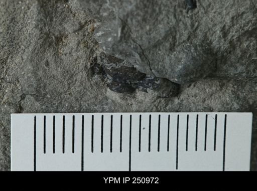 undet. Phacopidae