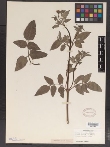 Bidens leucantha