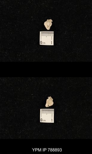undet. Brachiopoda