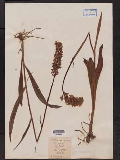 Orchis