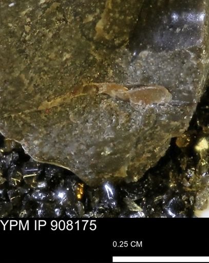 undet. Mollusca