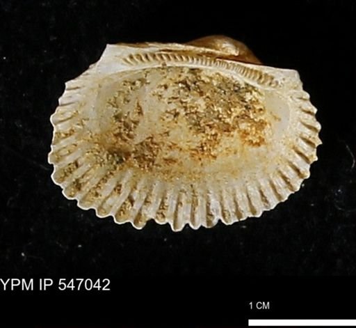 Scapharca transversa
