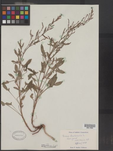 Plantae